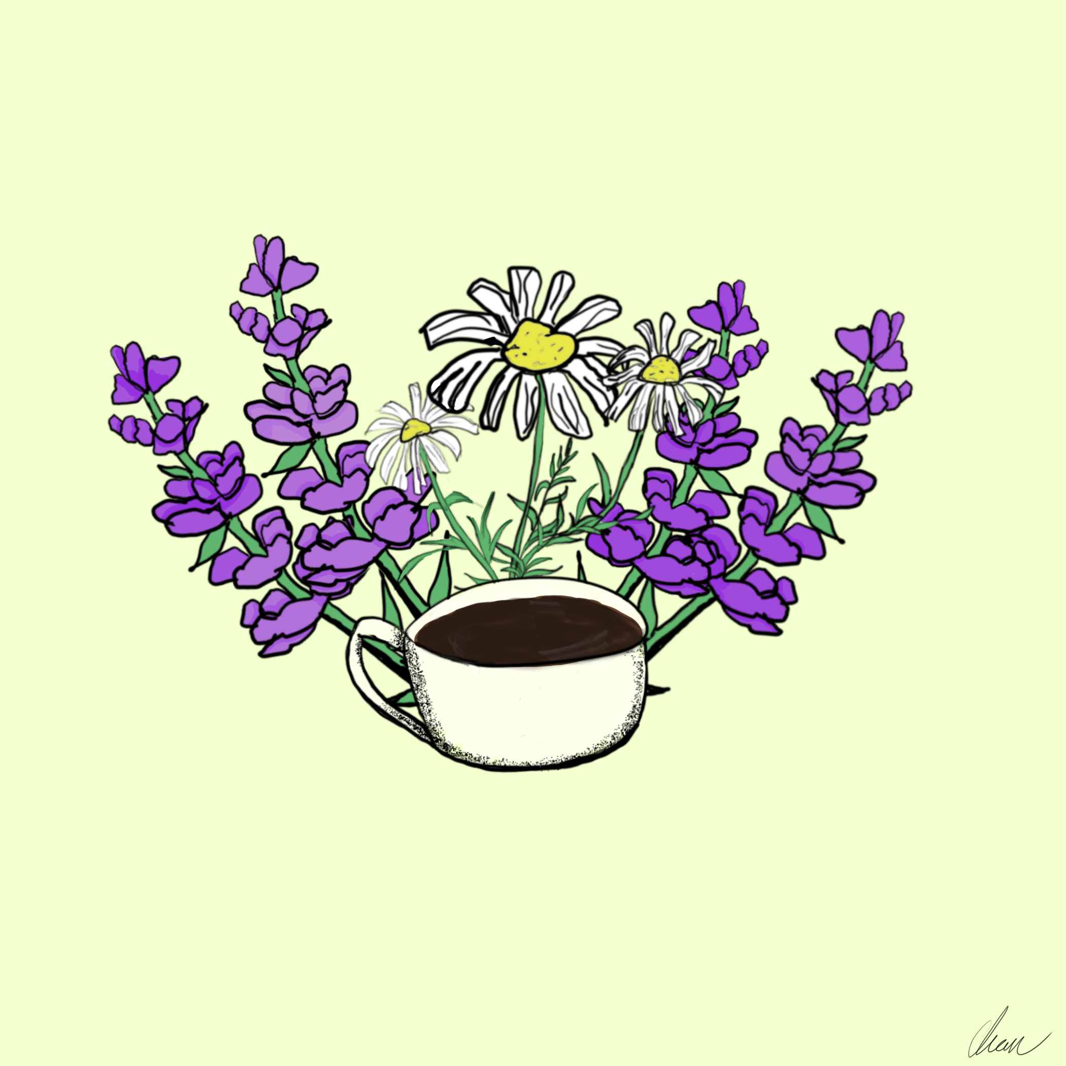 Lavender and chamomile tea illustration